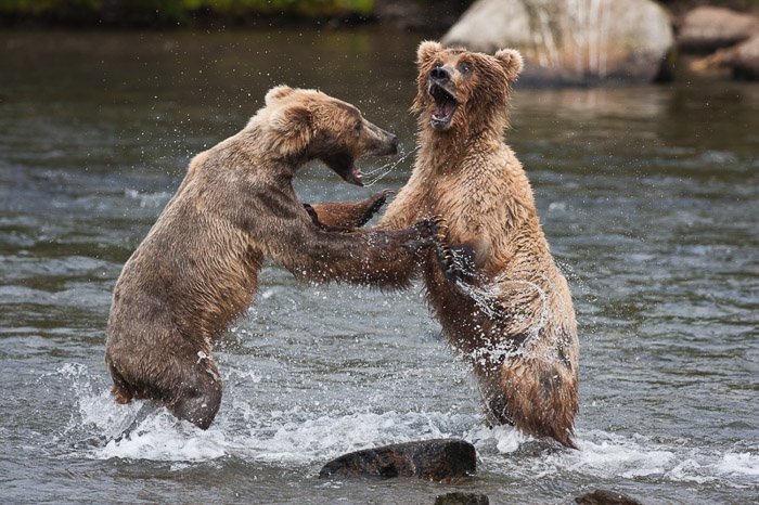 Фотоснимок дикой природы двух медвежат, играющих в воде
