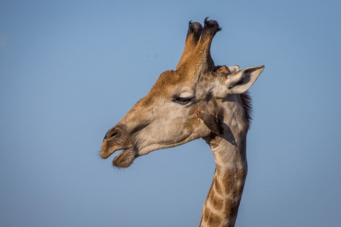 Фотопортрет жирафа в дикой природе