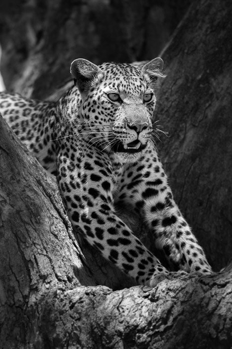 Черно-белый портрет леопарда крупным планом, отдыхающего на дереве