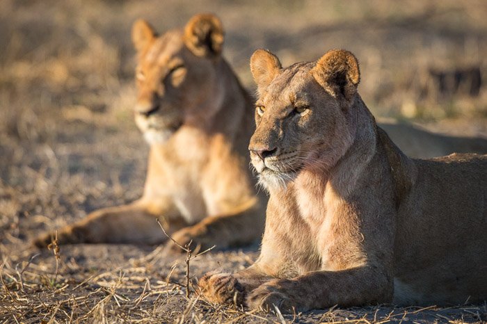 Портрет двух самок льва, лежащих на сухой траве - советы по фотографированию животных