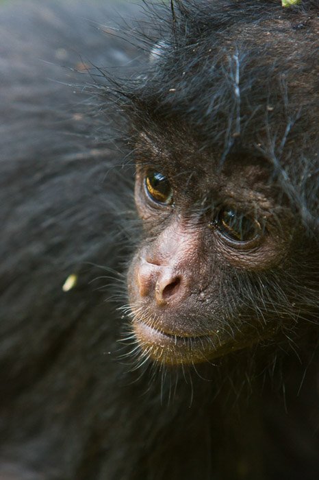 Портрет маленькой черной обезьяны крупным планом - советы по фотографированию дикой природы