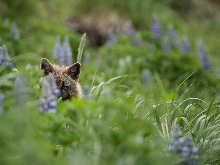 Природная фотография лисы, прячущейся в высокой траве