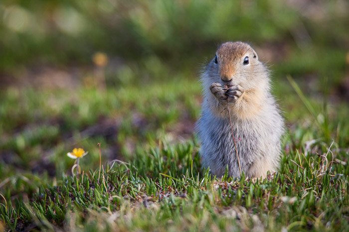 A wildlife portrait of the artic ground squirrel standing on grass and eating