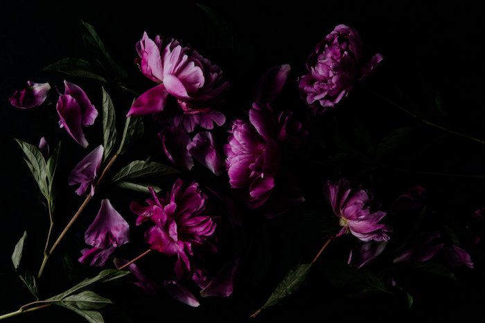 верхний снимок розовых пионов - темная и угрюмая цветочная фотография