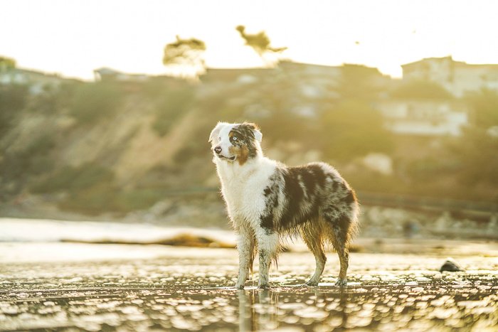 Портрет собаки на пляже, снятый на беззеркальную камеру Sony a7R III