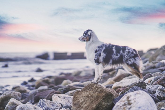 Мечтательный портрет собаки, стоящей на пляже, снятый на беззеркальную камеру Sony a7R III