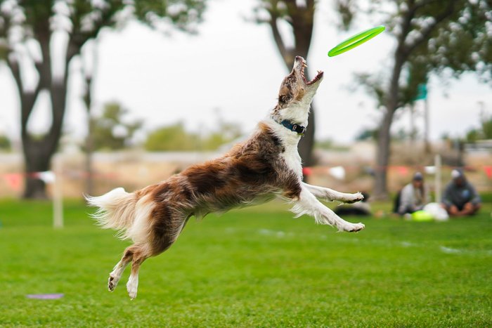 Собака прыгает за фрисби на улице, снято на беззеркальную камеру Sony a7R III