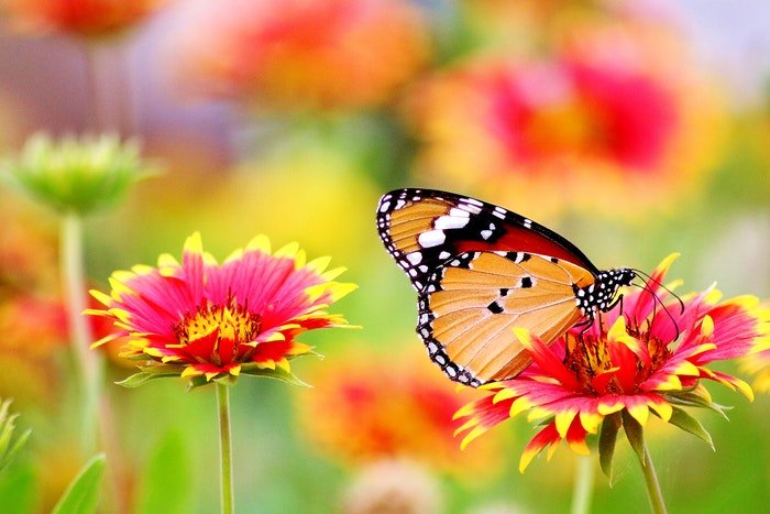 Бабочка сидит на красочном цветке