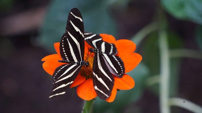 Красивая фотография бабочки на оранжевом цветке