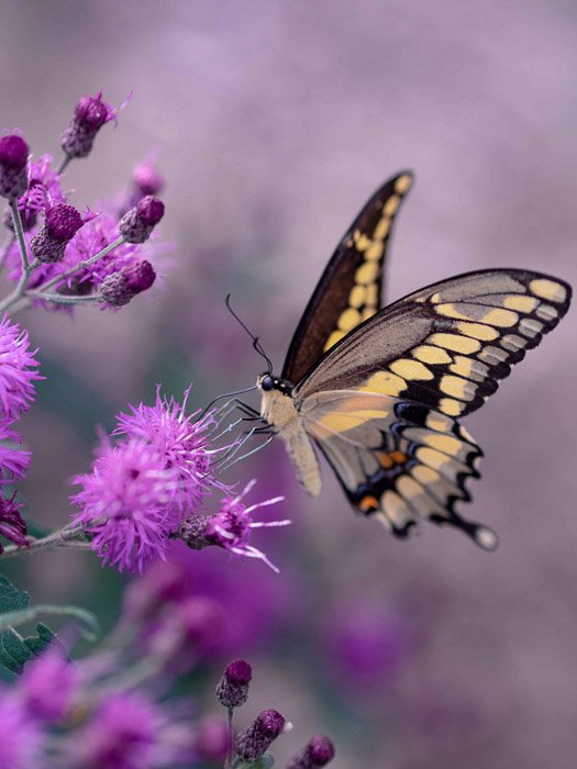 Красивая фотография бабочки ласточкин хвост на розовом цветке