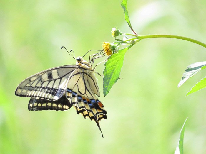 Красивая фотография бабочки ласточкин хвост на листе