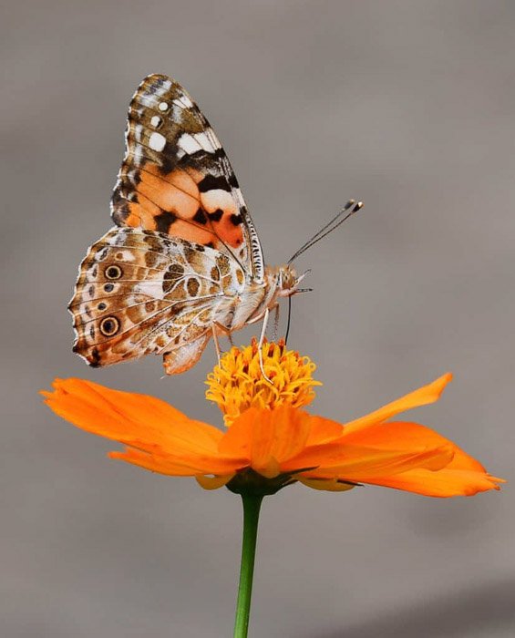 Красивая фотография бабочки черепашки на оранжевом цветке