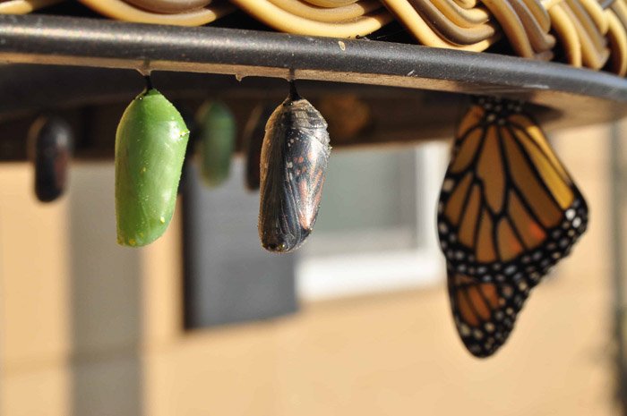 Бабочка-монарх отдыхает рядом с куколками