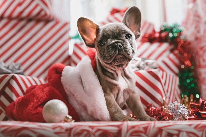 Christmas pet photography of the dog in the santa suit