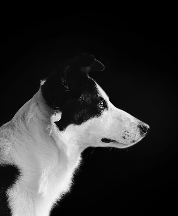 Черно-белая фотография собаки сбоку, на черном фоне