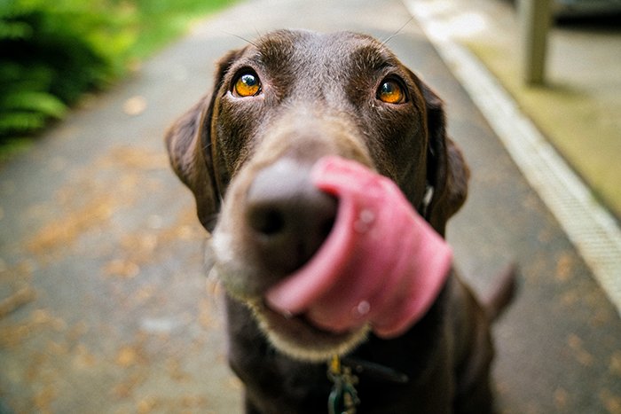 Крупный план темно-коричневой собаки, облизывающей свой нос