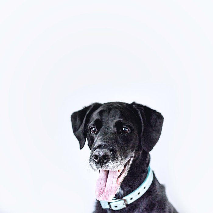 Фотография счастливой черной собаки с открытой пастью и высунутым языком на белом фоне