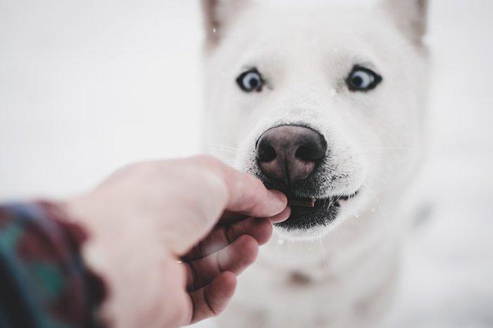 Крупный план фотографа, кормящего лакомством большую белую собаку