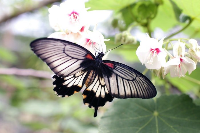 Серо-черная бабочка на цветке