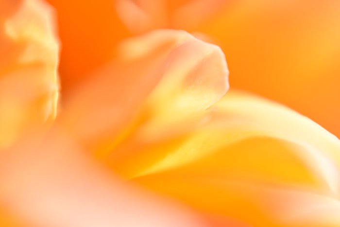 Абстрактная природная фотография детали оранжево-красного цветка