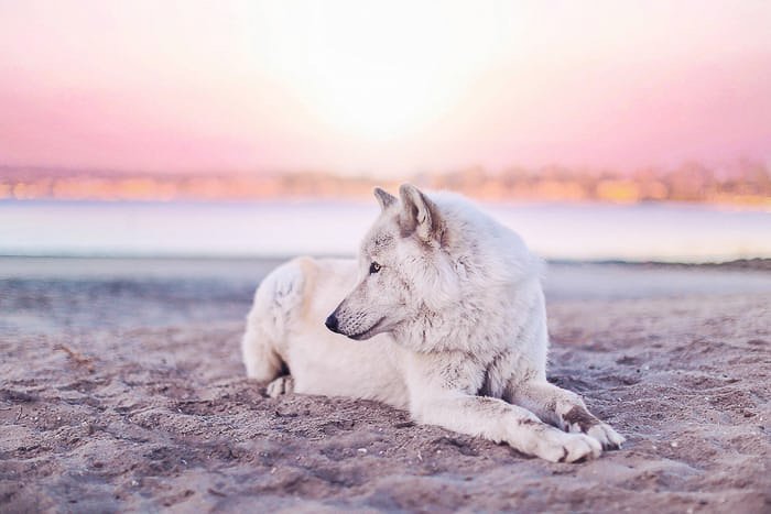 A cute pet portrait of a dog on the beach