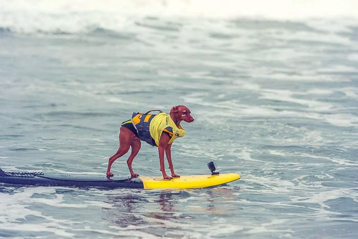 A cute pet portrait of the dog on the surfboard