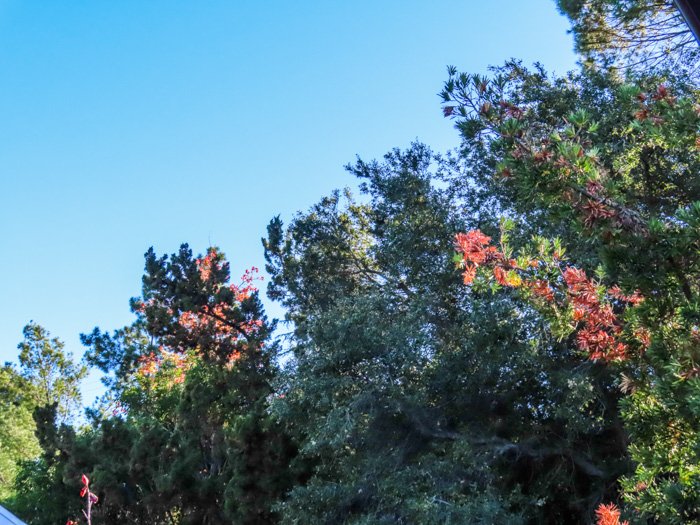 Снимок различных видов деревьев на открытом воздухе, сделанный с помощью canon powershot sx740 hs