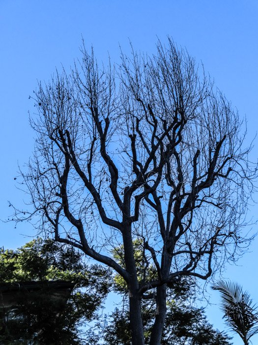 Снимок большого дерева на открытом воздухе, сделанный с помощью canon powershot sx740 hs
