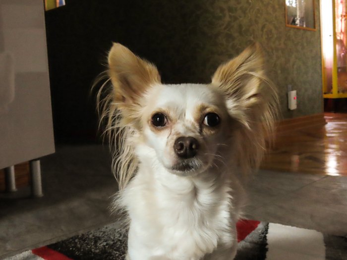 Милый портрет маленькой коричнево-белой собаки, сделанный с помощью canon powershot sx740 hs