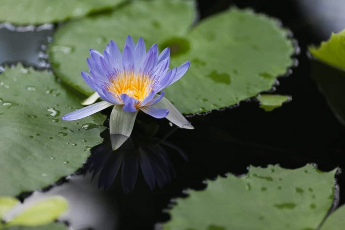 цветная фотография водяной лилии в пруду