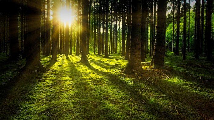 солнечный свет, пробивающийся сквозь деревья в лесу