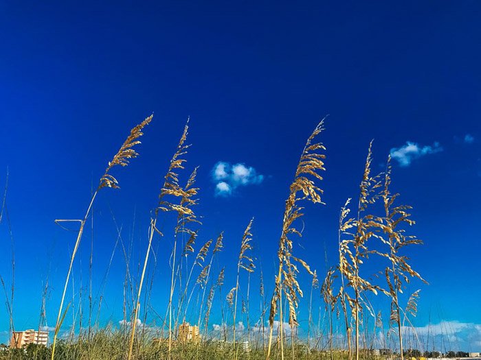 Крупный план травы и растений под ясным голубым небом, снятый с использованием настроек HDR камеры на iPhone