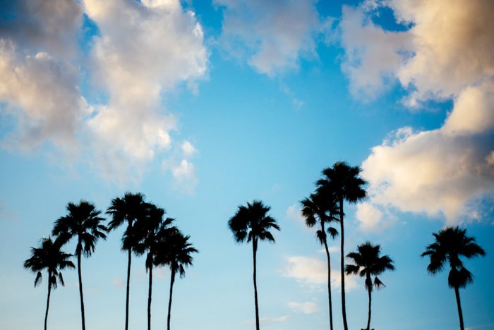 силуэт пальмы на фоне облачного ярко-синего неба