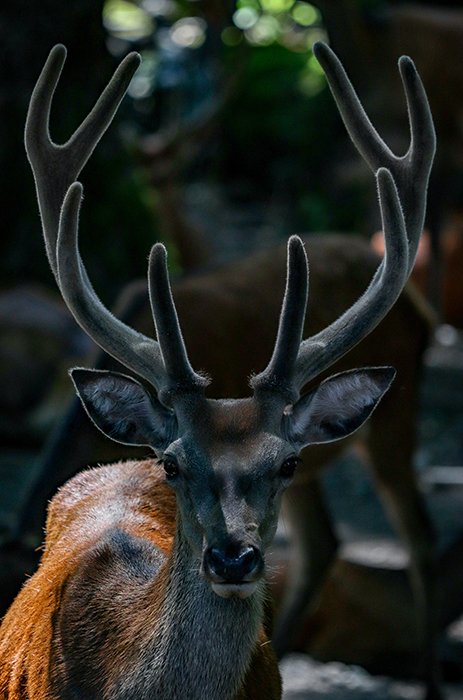 Wildlife portrait of the deer demonstrating symmetry in nature photography 