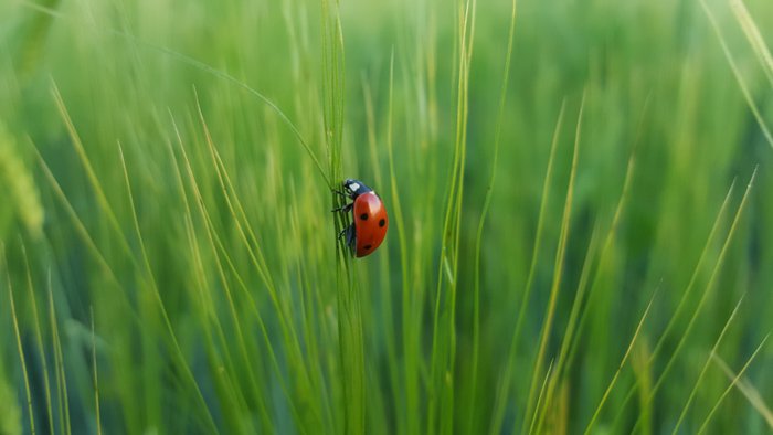 A close up photo of red ladybird in green grass