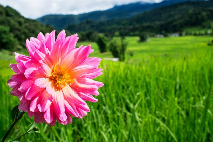 Розовый цветок георгина на фоне зеленого пейзажа