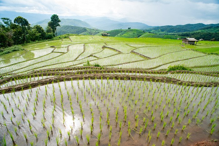 Аэрофотоснимок рисового хозяйства в Таиланде, сделанный с использованием гиперфокального расстояния