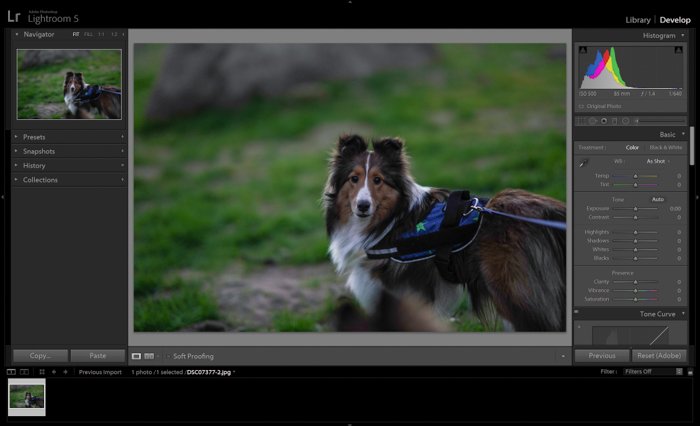 Редактирование портрета коричневой собаки в adobe lightroom - советы по ночной фотографии