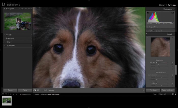 Редактирование портрета коричневой собаки в adobe lightroom - советы по ночной фотографии