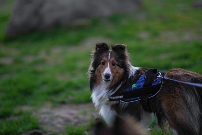 Портрет коричневой собаки, снятый при слабом освещении - советы по ночной фотографии