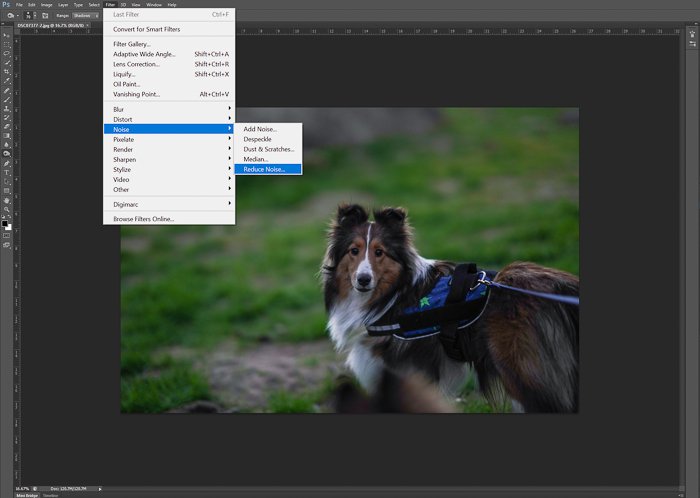 Редактирование портрета коричневой собаки в adobe Photoshop - советы по ночной фотографии