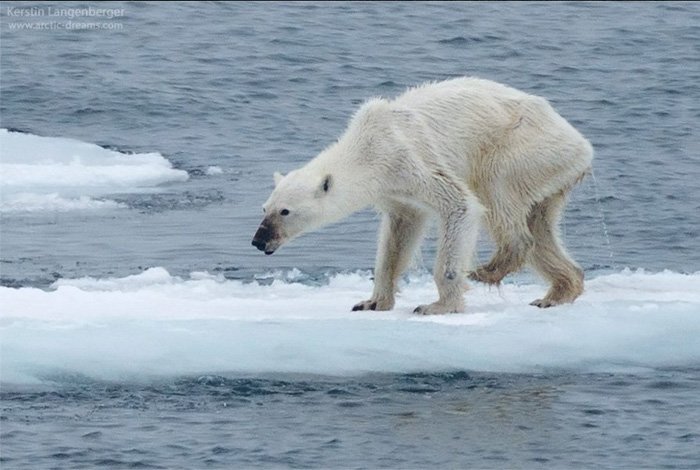 Dying Polar Bear -Kerstin Langenberger (2015) 