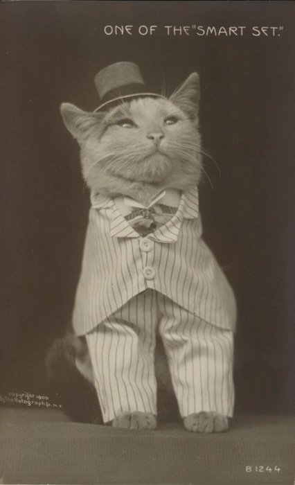 Странная старая черно-белая фотография кота, одетого в формальную одежду
