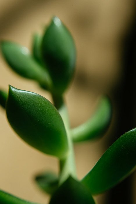 Макроснимок зеленого растения с использованием обратных колец