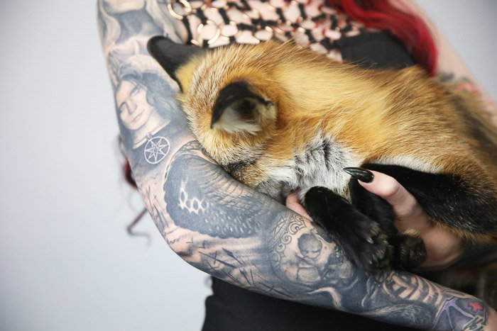 Close up of tattooed female model posing indoors with a fox