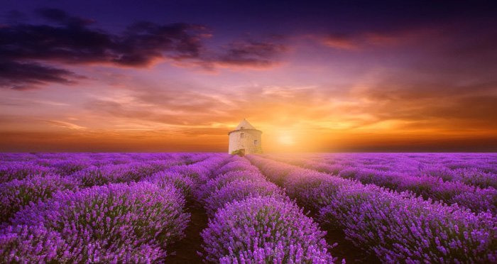 Fine art photo of the garden of purple flowers By Margaret Morgan