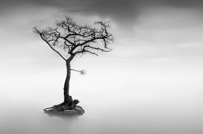 черно-белая фотография дерева в озере