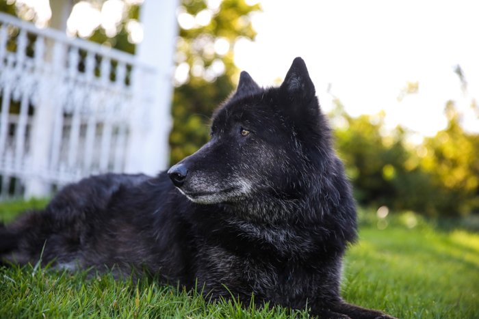 Pet portrait of the large black dog sitting outdoors - photography laws
