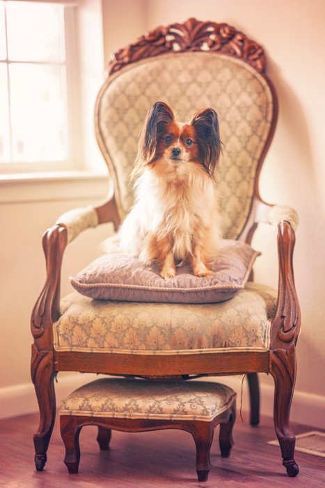 A sweet pet portrait of the small white and brown dog posed on the vintage chair - photography and the law