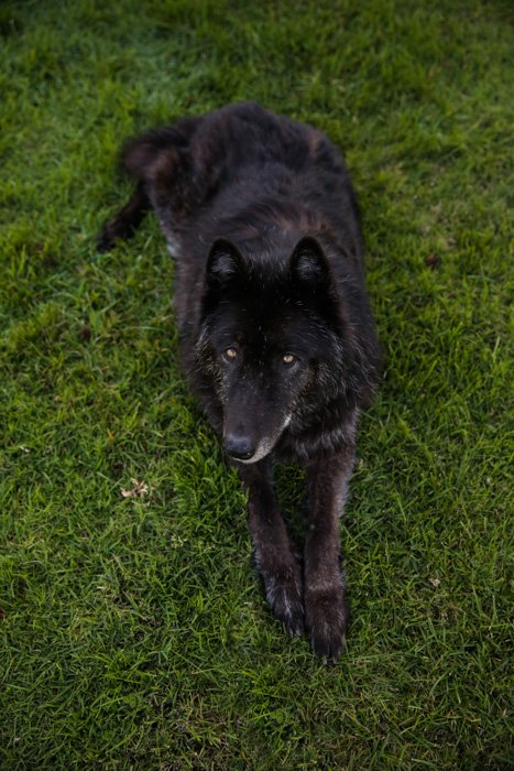 Pet портрет большой черной собаки, сидящей на улице - законы фотографии
